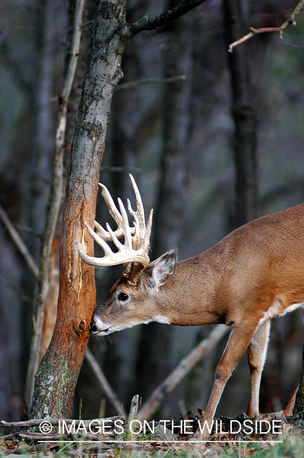 White-tailed buck rubbing tree. 