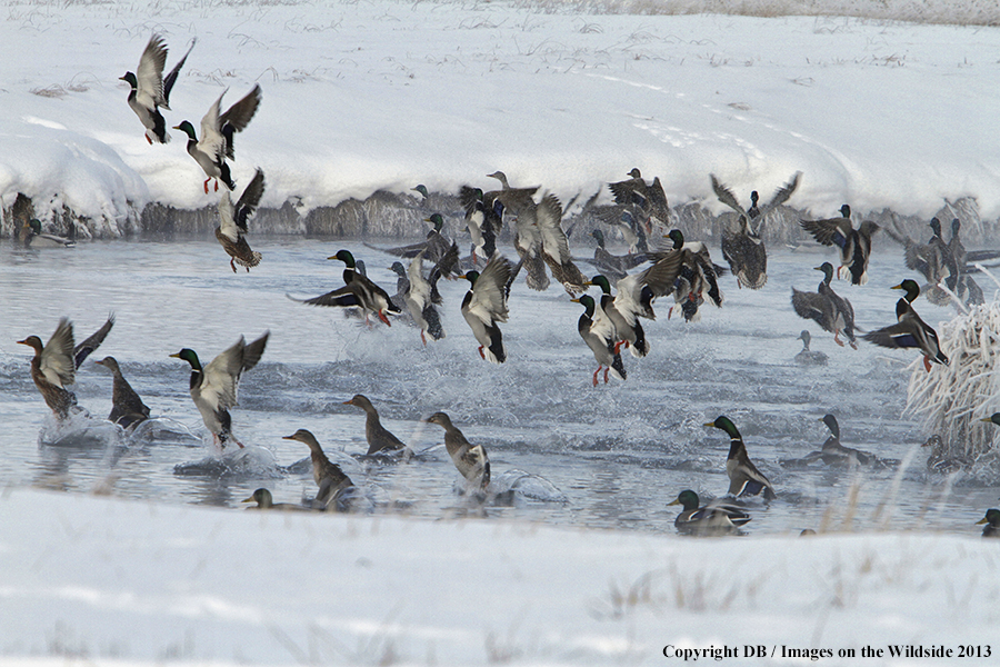 Mallards taking flight.