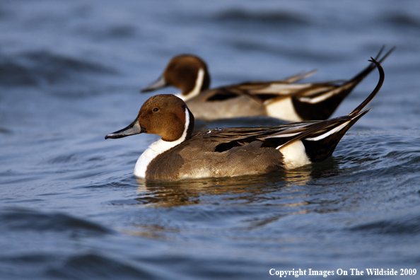 Pintail Ducks