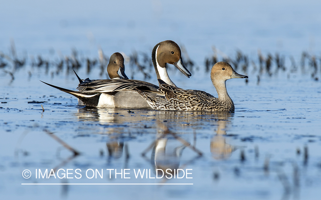 Pintail ducks on water.