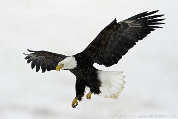 Bald eagle in flight.  