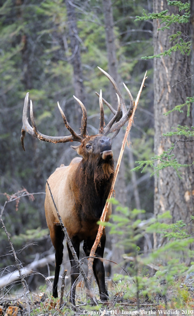 Rocky Mountain Bull Elk