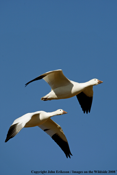 Snow geese in habitat