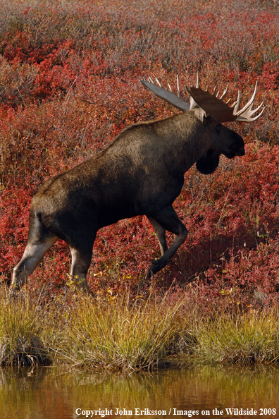 Alaskan Moose in Habitat
