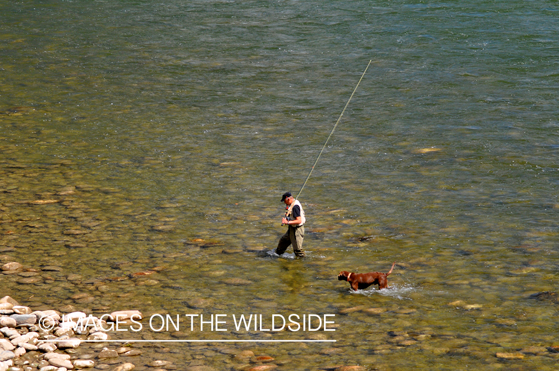 Steelhead flyfisherman on river in Canada. 