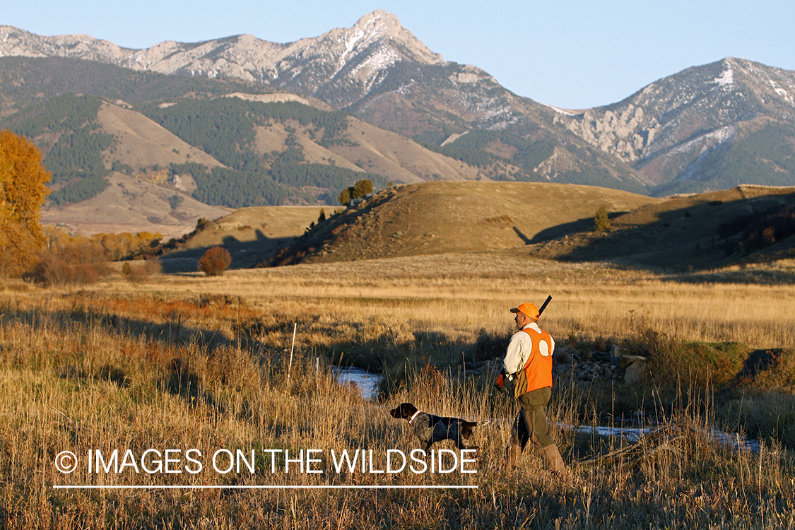 Upland game bird hunter in field with Griffon Pointer.