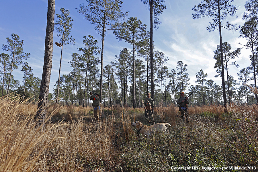 Bobwhite quail hunters shooting at flushing quail. 