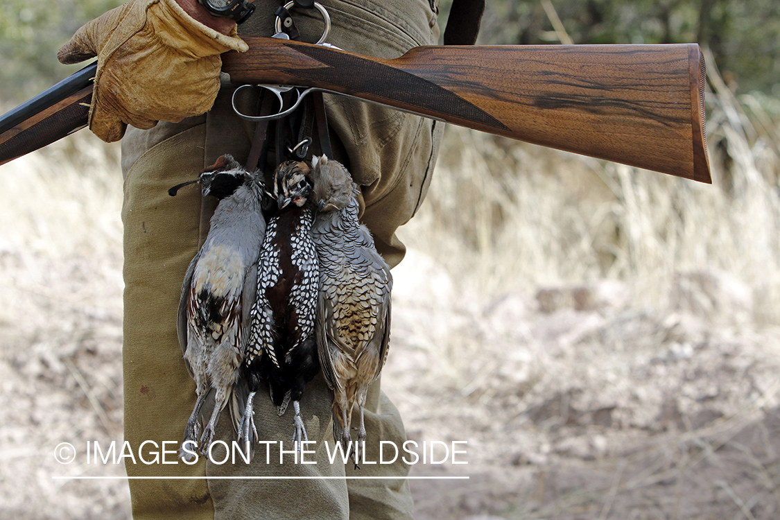 Hunter with three species of bagged quail.