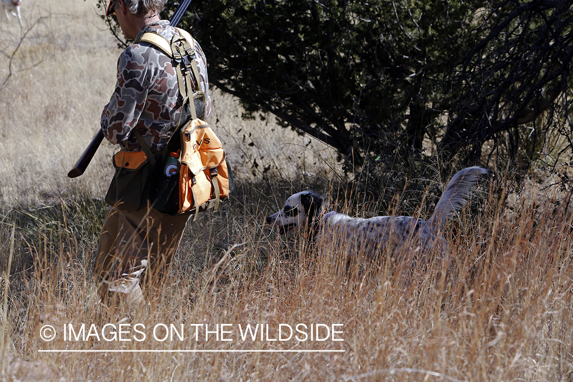 Upland game bird hunter with dog in field.