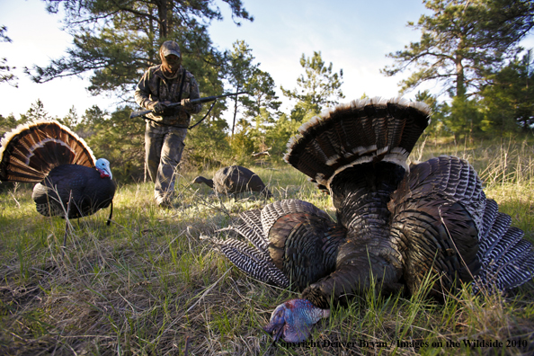 Hunter with bagged (Merriam's) turkey - decoy in bakcground
