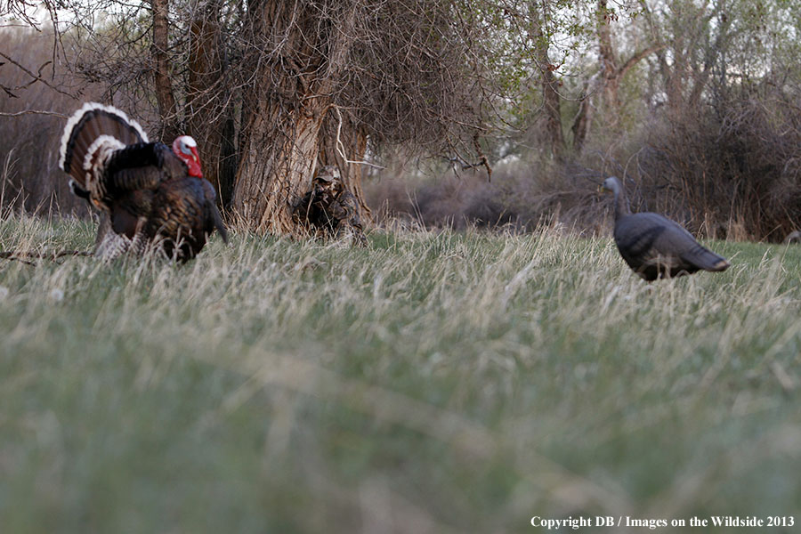 Turkey hunter shooting at gobbler with hen decoy.