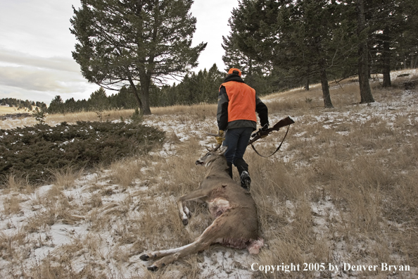 Deer hunter dragging bagged white-tailed buck.