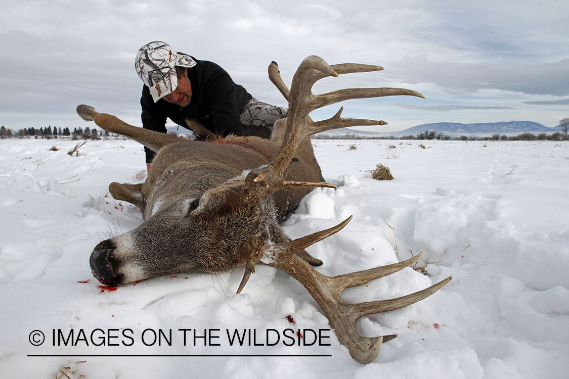 Hunter field dressing downed white-tailed deer in field.