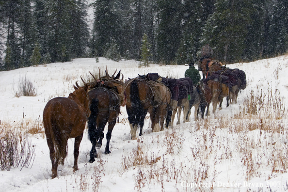 Elk hunt packstring in mountains