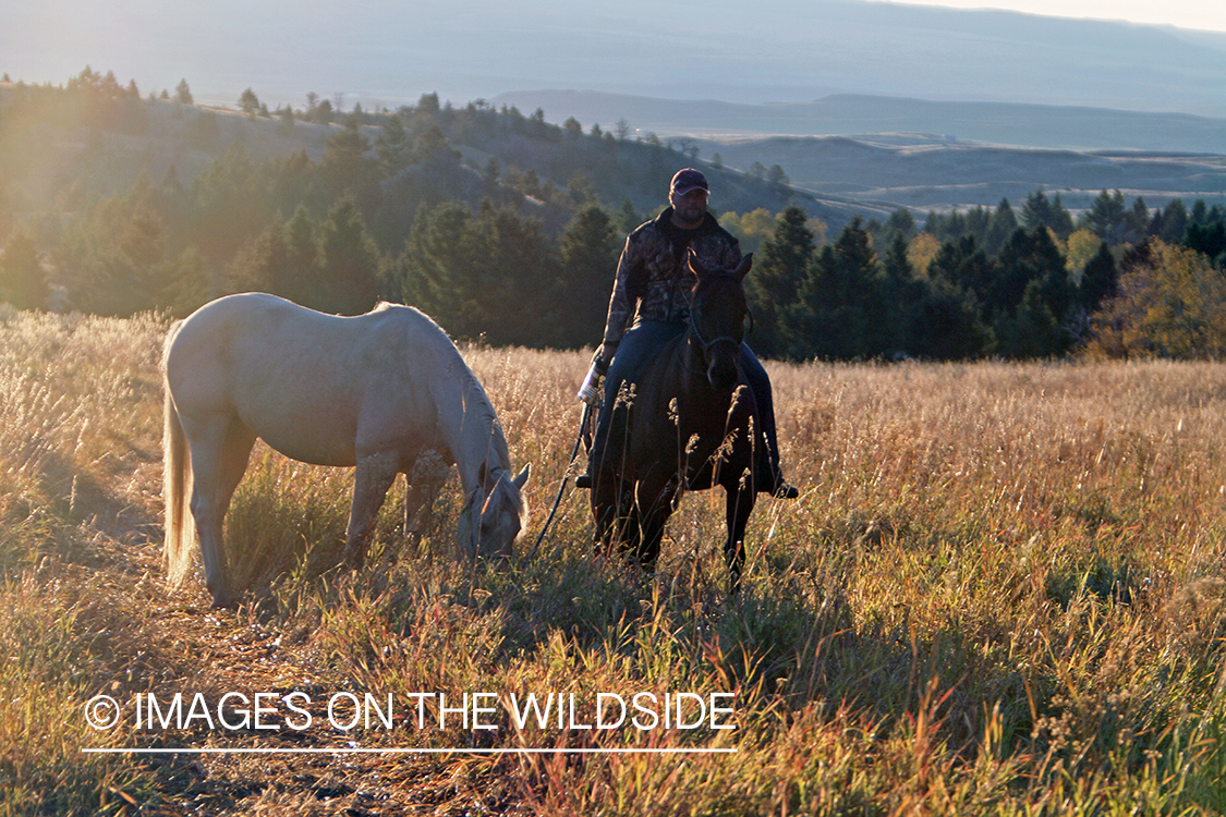 Trail horses with bowhunter at elk hunting campsite.