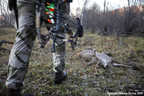 Bowhunter approaching whitetail buck.