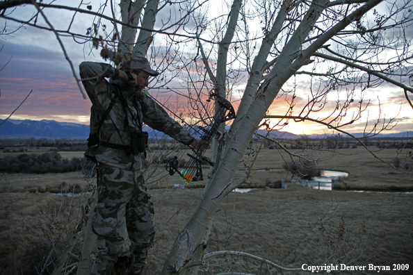 Bowhunter aiming from tree stand.
