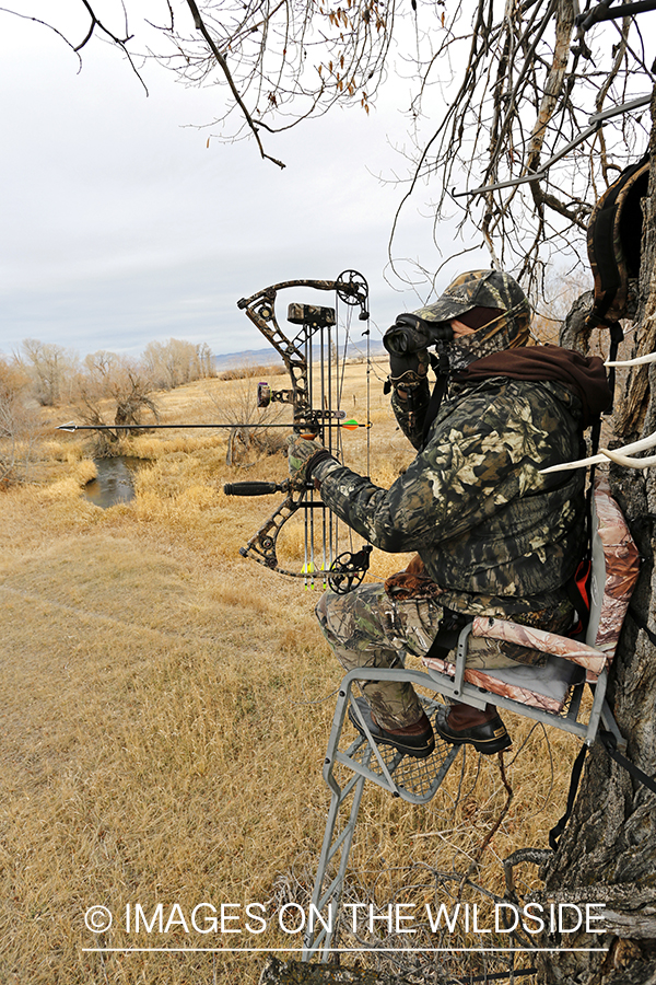Bowhunter scouting for big game from tree stand. 