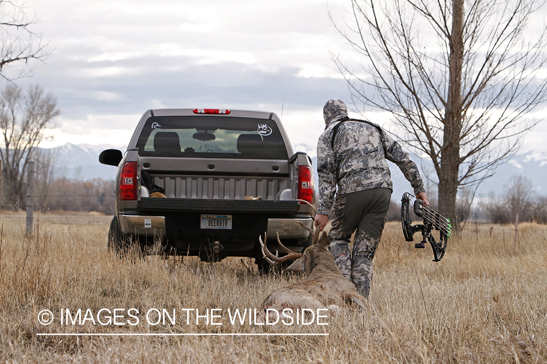 Bowhunter dragging downed white-tailed buck.