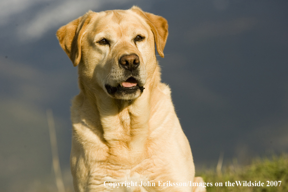 Yellow Labrador Retriever
