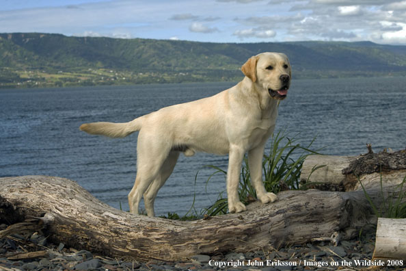 Yellow Labrador Retriever