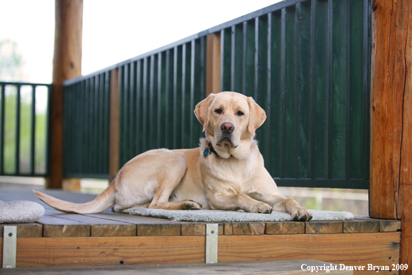 Yellow Labrador Retriever on deck