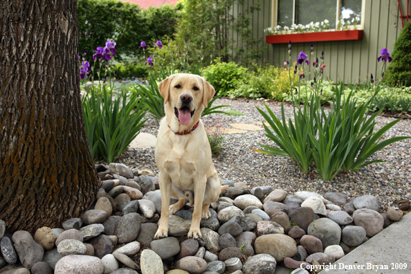 Yellow Labrador Retriever by flowers