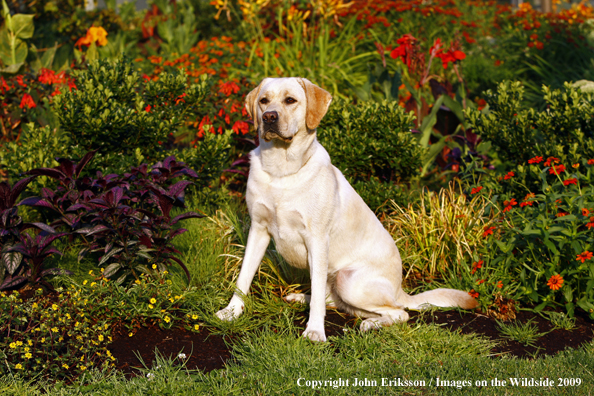 Yellow Labrador Retriever 