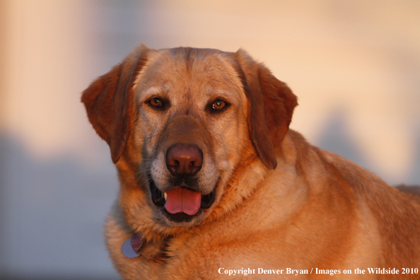 Yellow Labrador Retriever