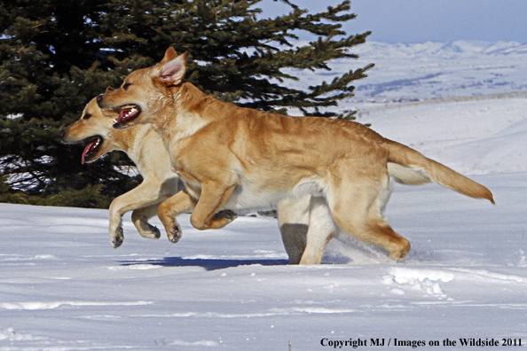 Yellow Labrador Retrievers running 