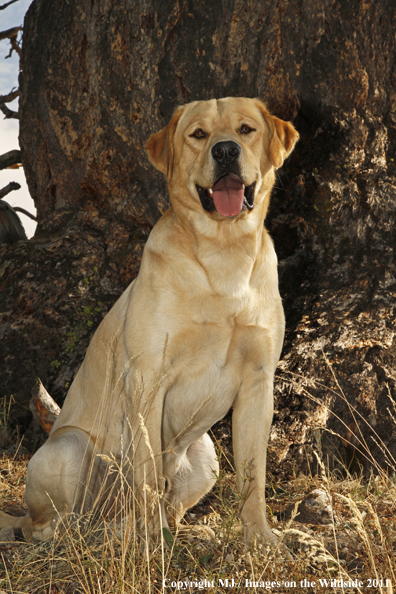 Yellow Labrador Retriever.