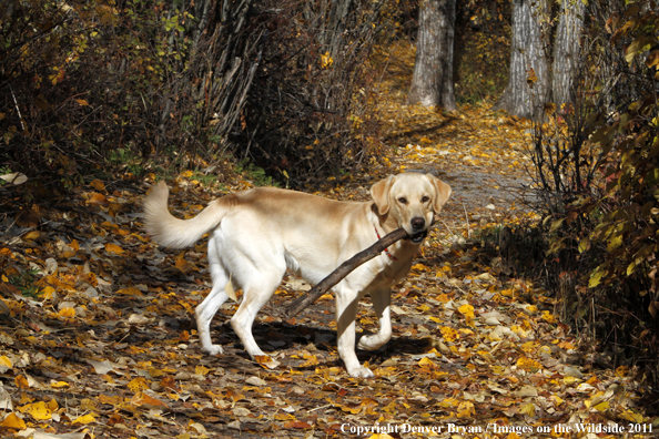 Yellow Labrador Retriever with stick. 