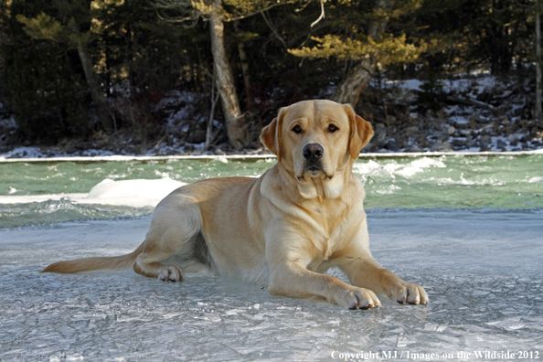 Yellow Labrador Retriever in winter. 