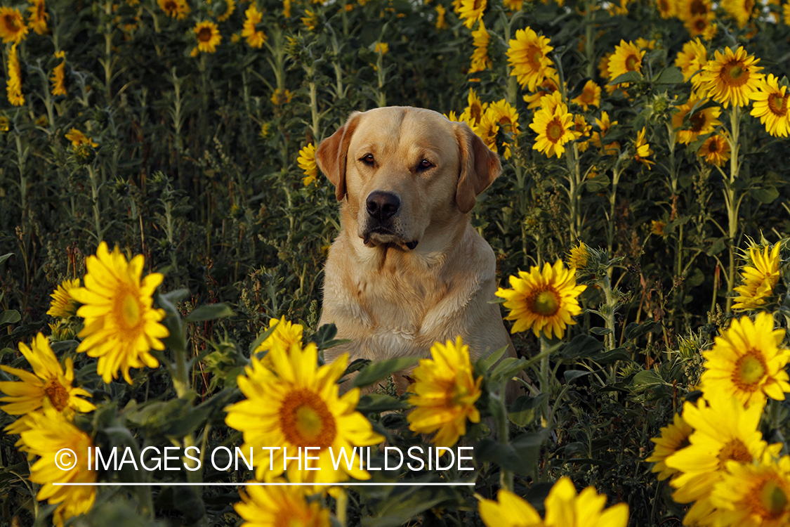 Yellow Labrador Retriever in sunflower field.