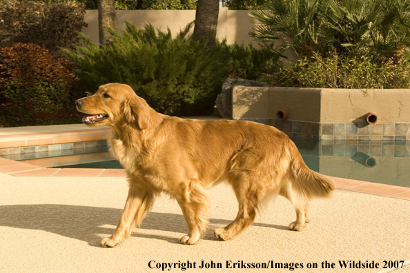 Golden Retriever 