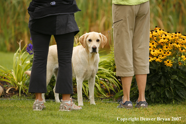 Yellow Labrador Retriever