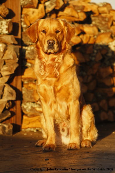 Golden Retriever