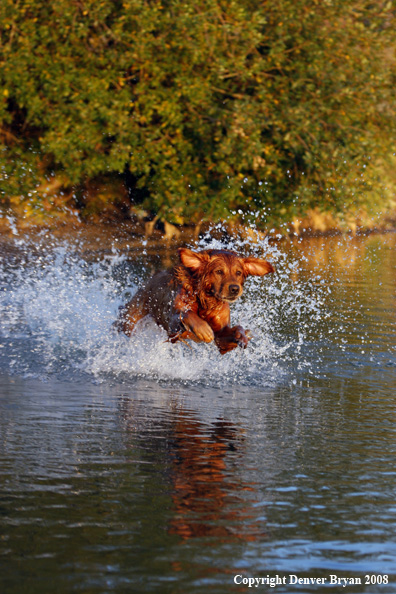 Golden Retriever leaping through the water