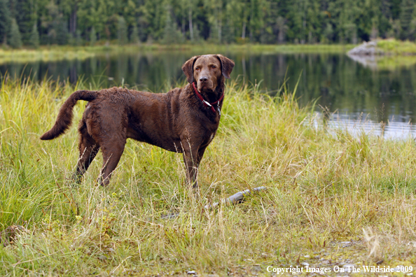 Chesapeake Bay Retriever
