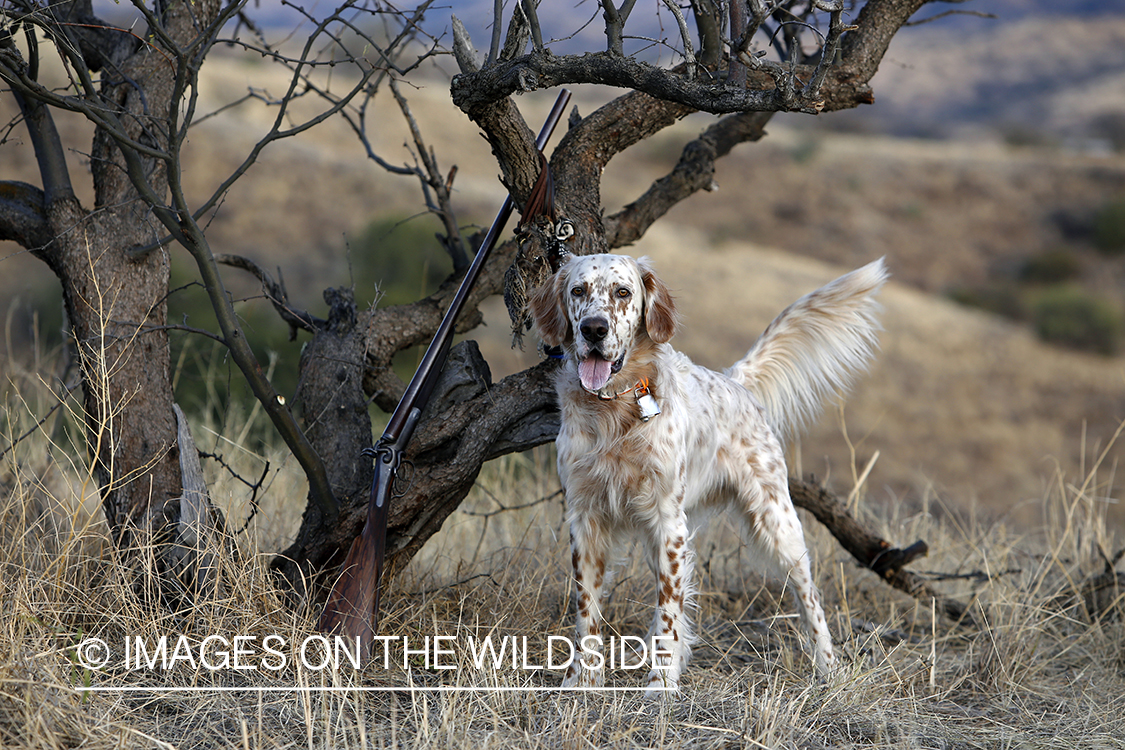 English Setter with bagged Mearn's quail.