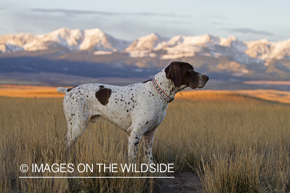 German Shorthaired Pointer in field. 
