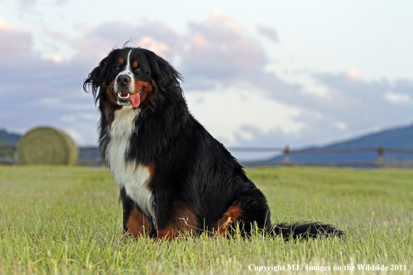 Bernese Mountain Dog. 
