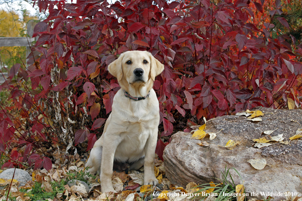 Yellow Labrador Retriever Puppy
