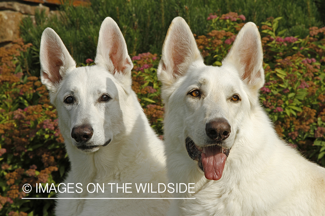 White German Shepherds