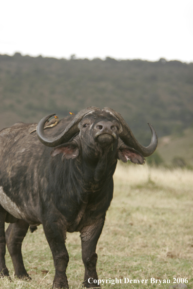 African Cape Buffalo