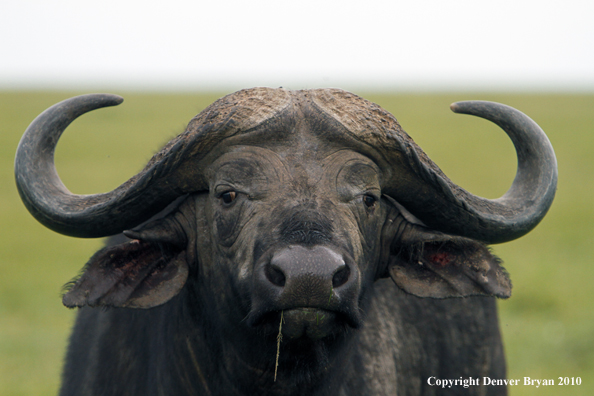 Cape buffalo bull.