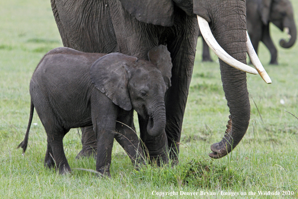 African Elephant (calf with cow)
