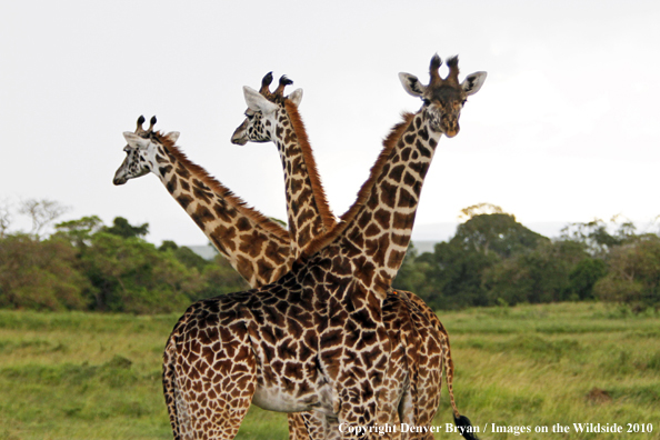 Masai Giraffe (young/babies)