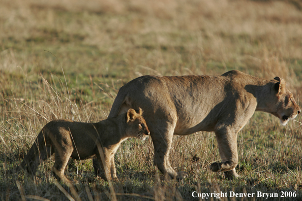 African lioness with cub