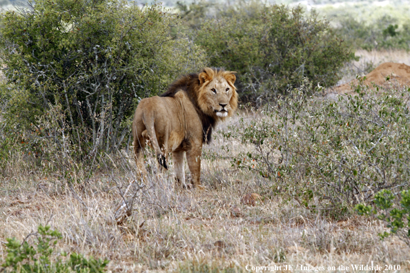 African Lion (male)